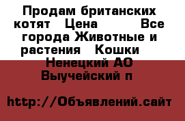Продам британских котят › Цена ­ 500 - Все города Животные и растения » Кошки   . Ненецкий АО,Выучейский п.